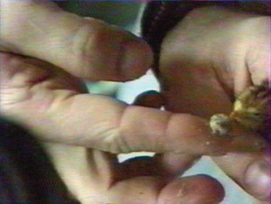 Ivan Bella nourrissant une caille à bord de Mir en 1999. (c) NASA.